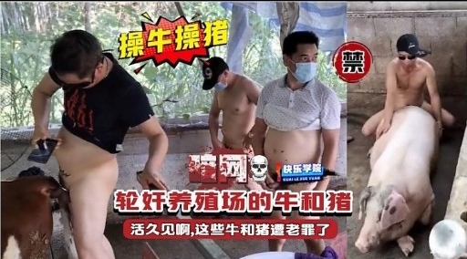 轮奸养殖场的牛和猪活久见啊，这些牛和猪遭老罪了封面图