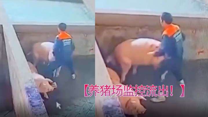 养猪场监控流出只要有洞就可以草封面图