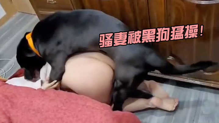 骚妻被黑狗猛操封面图