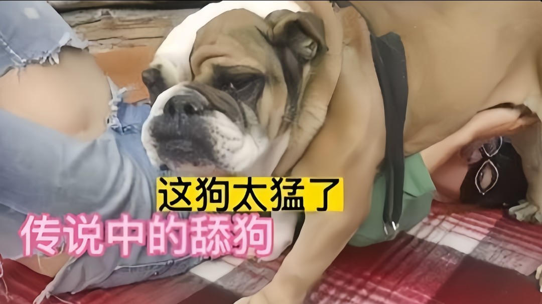 狗乱伦传说中的舔狗好菜都让狗拱封面图