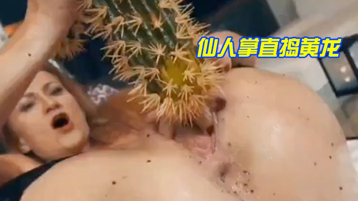 仙人掌直捣黄龙封面图