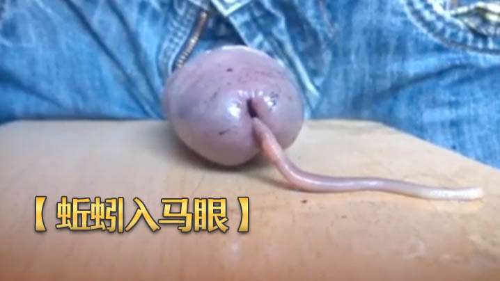 蚯蚓入马眼奇特重口味虐鸡再打飞机射出来封面图