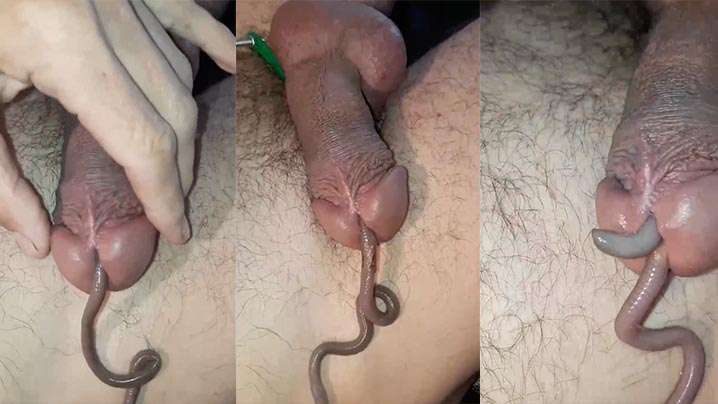 蚯蚓钻马眼恶趣味癖好封面图