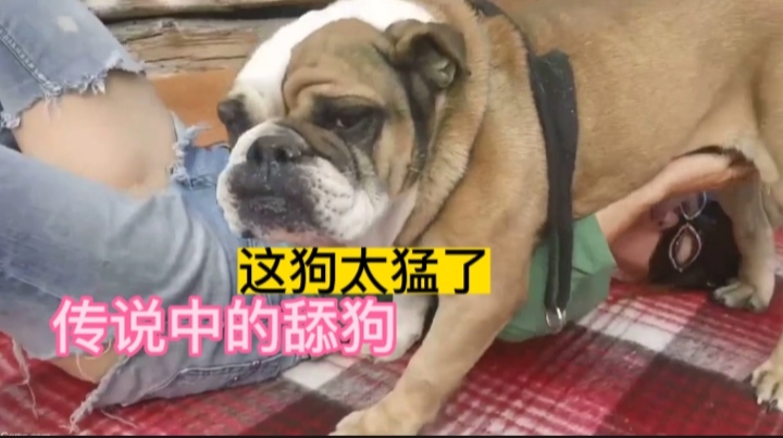 传说中的舔狗，这狗也太猛了吧封面图