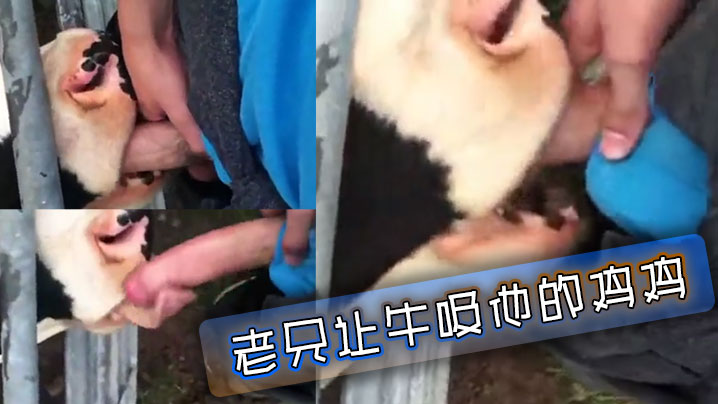 老兄让牛吸他的鸡鸡封面图